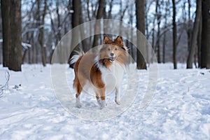 Red sable Sheltie is playing in snowy forest