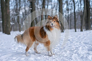 Red sable Sheltie standing in snowy forest