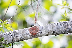 Red sac fungi growing tree branch in Okefenokee swamp
