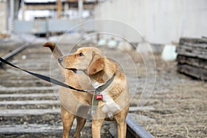 red sad stray dog stands on railway tracks and look at man holding her on leash