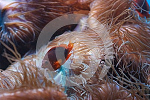 Red saddleback anemonefish, Amphiprion ephippium