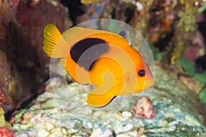 Red Saddleback Anemonefish Amphiprion ephippium