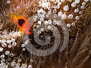 Red saddleback anemonefish in the Anemone