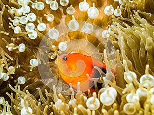 Red saddleback anemonefish in the Anemone