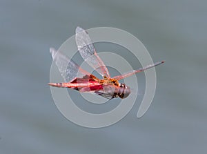 Red Saddlebag Dragonfly in Flight