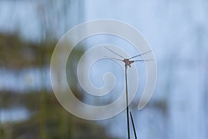 Red Saddlebag Dragonfly Preparing for Takeoff