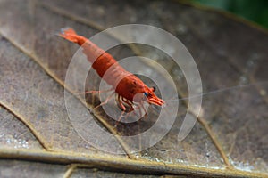 Red sakura shrimp standing on dry guava leaf in freshwater aquarium