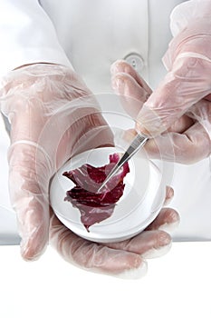 Red salad is investigated in the food laboratory