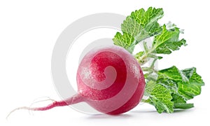 Red salad redish with leaves on the white background