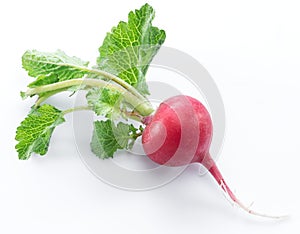 Red salad redish with leaves on the white background