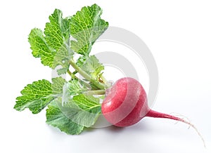 Red salad redish with leaves on the white background