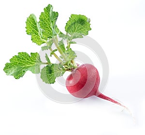 Red salad redish with leaves on the white background