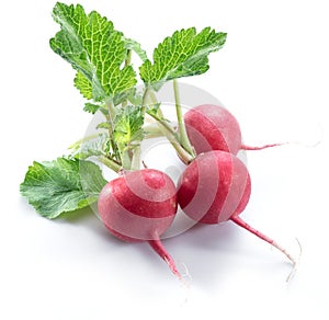 Red salad redish on the white background