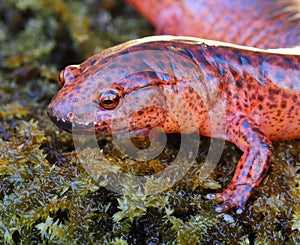 Red Salamander photo