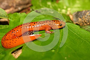 Red Salamander (Pseudotriton ruber)