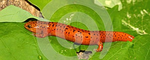 Red Salamander (Pseudotriton ruber) photo