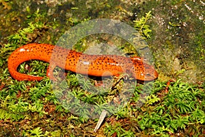 Red Salamander (Pseudotriton ruber)