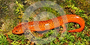 Red Salamander (Pseudotriton ruber)