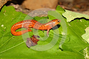 Red Salamander (Pseudotriton ruber)