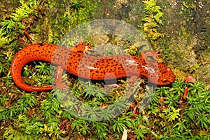 Red Salamander (Pseudotriton ruber)