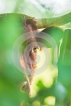 Red Salers cow observing through enlighted foliage, vertical photography