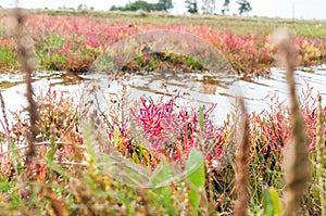 Red salicornia europaea, glasswort, growing on the salt marshland, Denmark, Europe