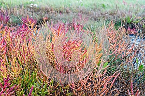 Red salicornia europaea, glasswort, growing on the salt marshland, Denmark, Europe