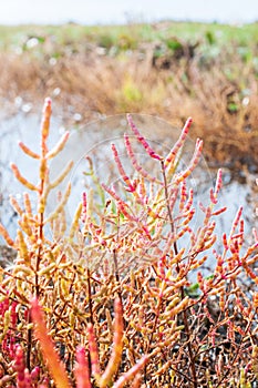 Red salicornia europaea, glasswort, growing on the salt marshland, Denmark, Europe, vertical