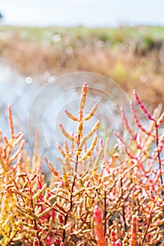 Red salicornia europaea, glasswort, growing on the salt marshland, Denmark, Europe, vertical