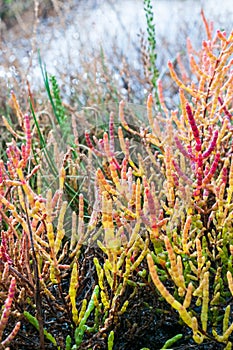 Red salicornia europaea, glasswort, growing on the salt marshland, Denmark, Europe, vertical