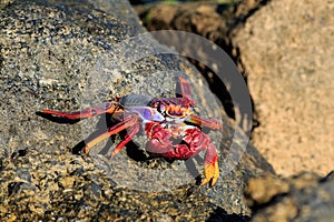 Red Sally Lightfoot crab