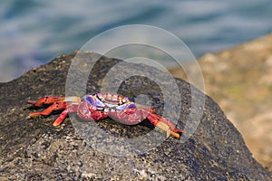 Red Sally Lightfoot crab