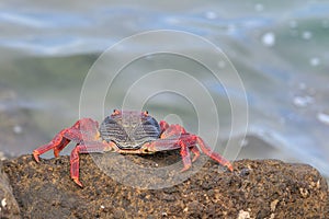 Red Sally Lightfoot crab