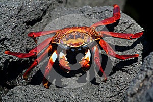 Red sally lightfoot crab on black lava, Galapagos photo