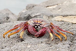 Red Sally Lightfoot crabs