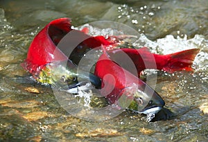 Red salmon couple