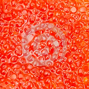 Red salmon fish red caviar close up