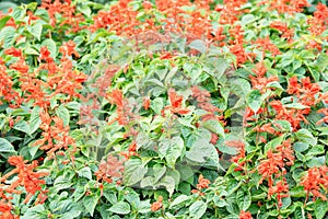 Red salvia is a beautiful decorative flower growing in the garden on a bright sunny summer day