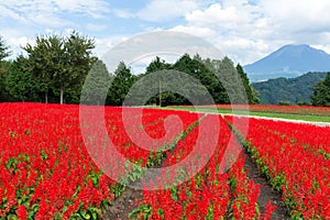 Red Salvia farm