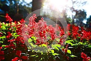 Red salvia flowers