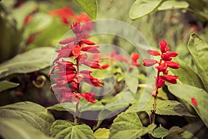 red salvia flowers photo