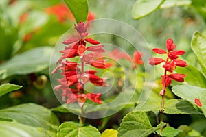 red salvia flowers