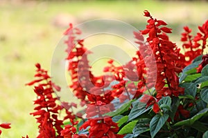 Red Salvia at garden Close up