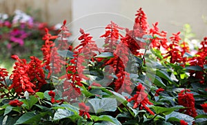 Red Salvia at garden Close up