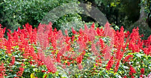 Red Salvia hatch in the afternoon sun