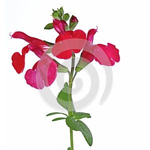 Red Salvia microphylla floret isolated