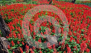 Red Salvia (Salvia splendens)