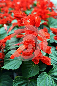 Red Salvia Splendens