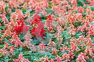 Red Salvia splendens bush on flowerbed background. Salvia splendens, the scarlet sage or tropical sage, is a tender herbaceous per