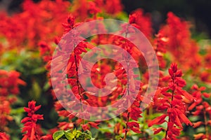 Red salvia splendens flowers blooming in the garden